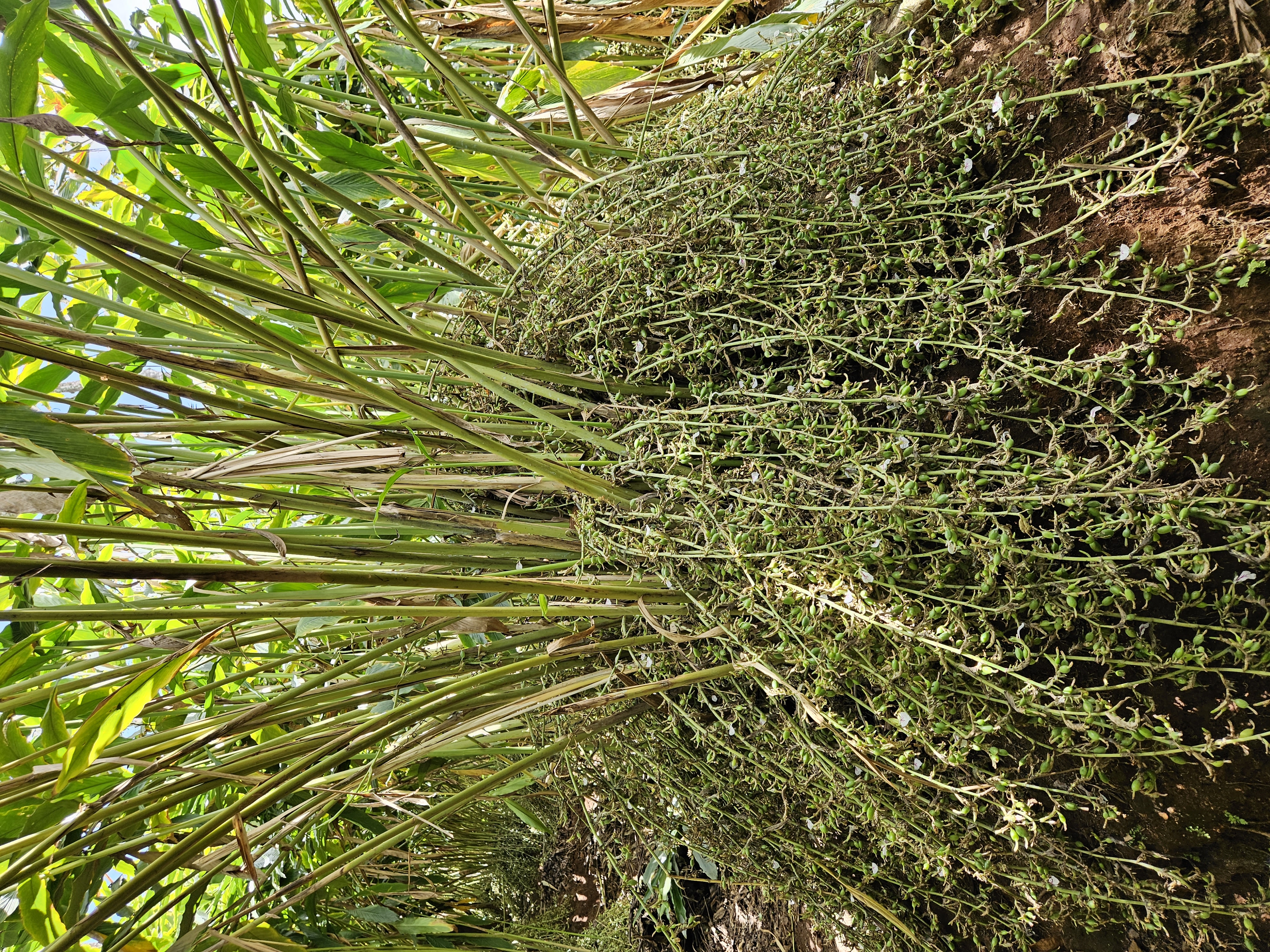 Sustainable crop